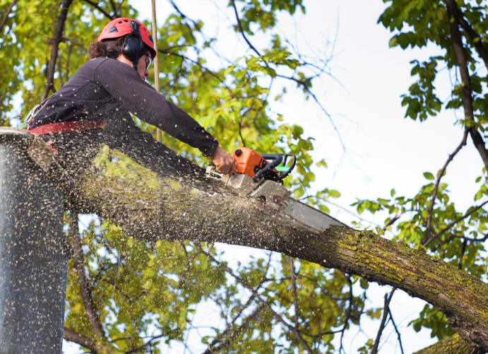 Tree Branch & Brush Hauling